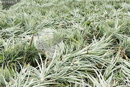 Image of Pineapple farm after harvest