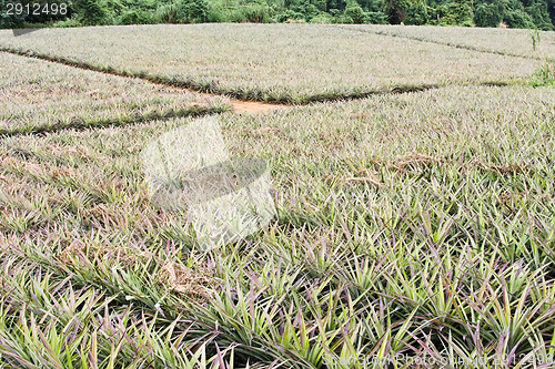 Image of Pineapple farm 