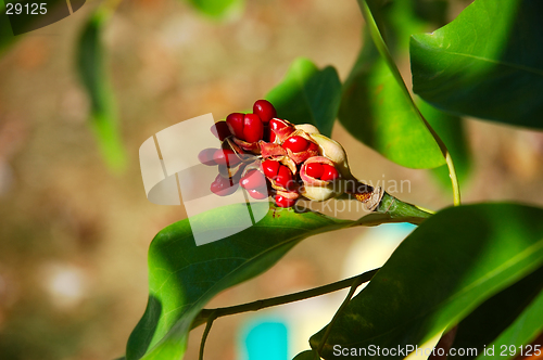 Image of Seed Pod