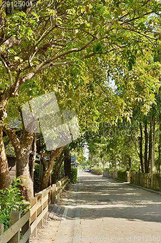 Image of Street road with tree