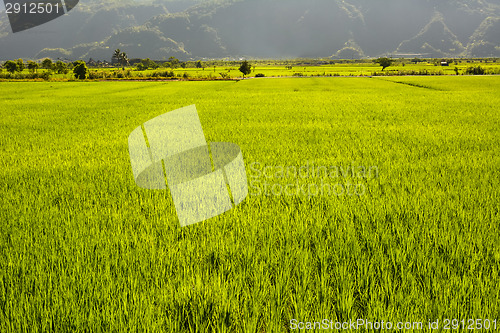 Image of Rice farm in country