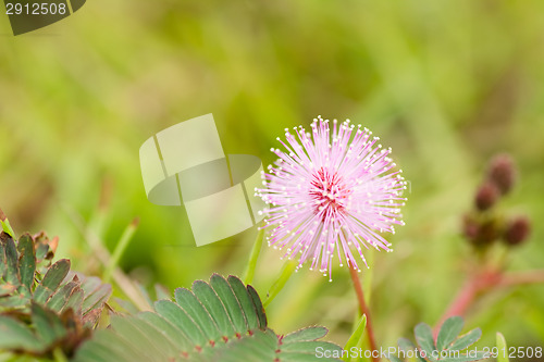 Image of beautiful pink flower