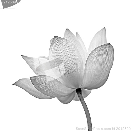 Image of isolated lotus