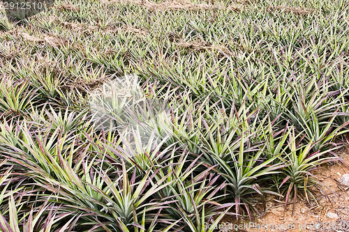 Image of Pineapple farm 