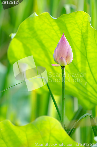 Image of Lotus flower