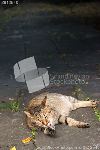 Image of Stray tabby cat