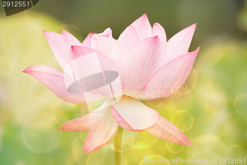 Image of lotus