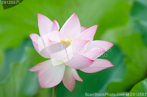 Image of Lotus flower