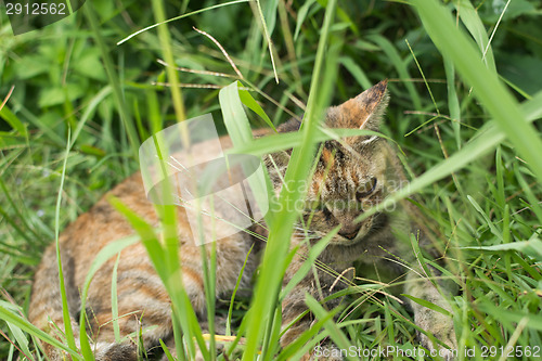 Image of Tabby cat lying on the grassland.
