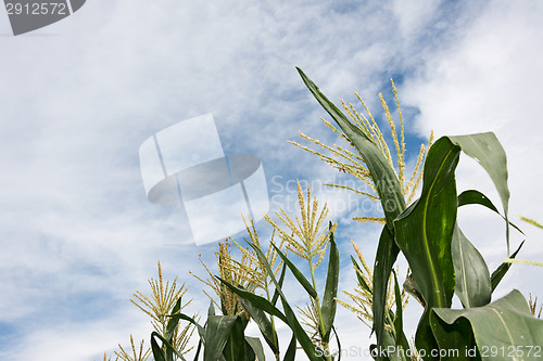 Image of corn maize farm