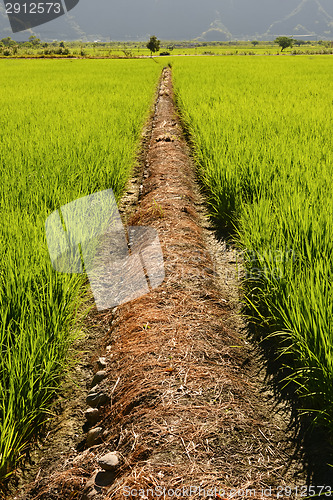 Image of Rice farm in country