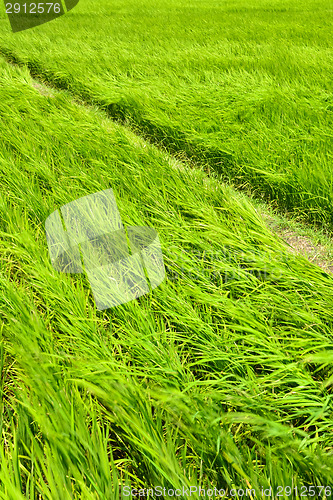 Image of Rice farm in country