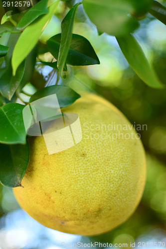 Image of Pomelo on a tree