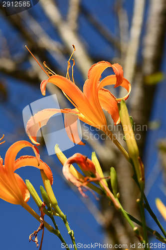 Image of Tiger lily