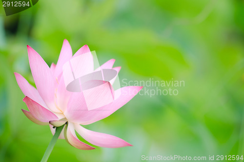 Image of Lotus flower