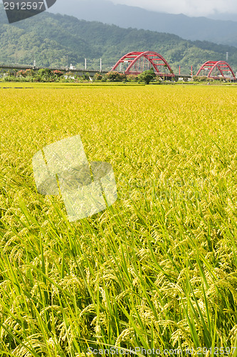 Image of Golden rural scenery