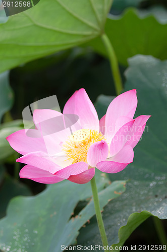 Image of Lotus flower