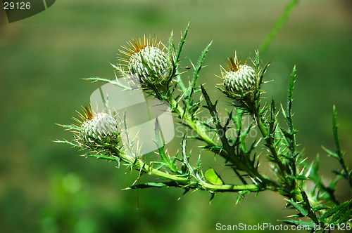 Image of Thorny Weeds