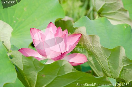 Image of Lotus flower