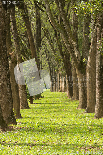 Image of Walkway in Park