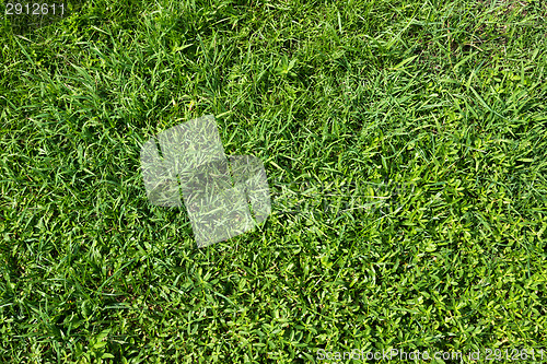 Image of Green grass background