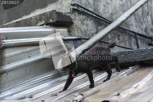 Image of Cat walking on the roof.