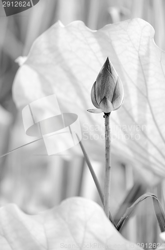 Image of black and white lotus