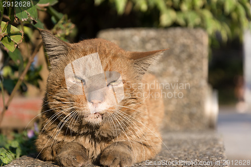 Image of cat in city