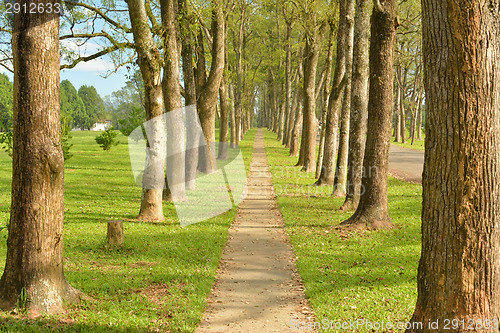 Image of Walkway in Park