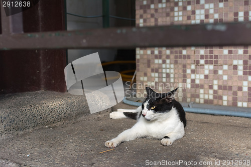 Image of cat lying on the floor.