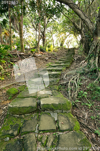 Image of Forest pathway with stairs