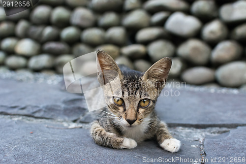 Image of Young tabby cat lying on the floor.