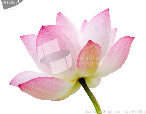 Image of isolated lotus