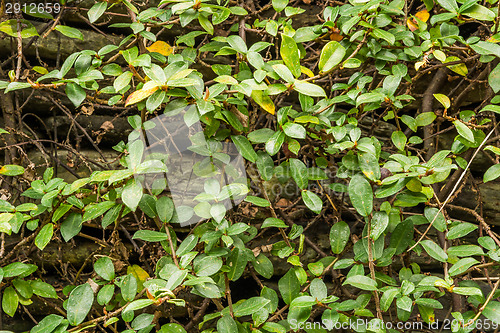 Image of Green wall with ivy background