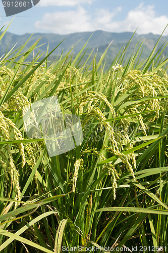 Image of Rural scenery of paddy