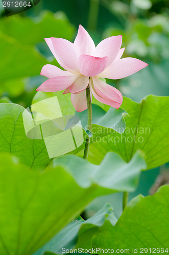 Image of Lotus flower