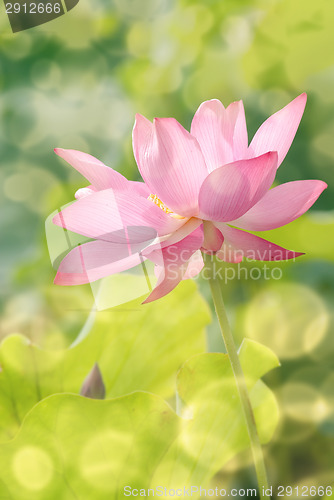 Image of lotus