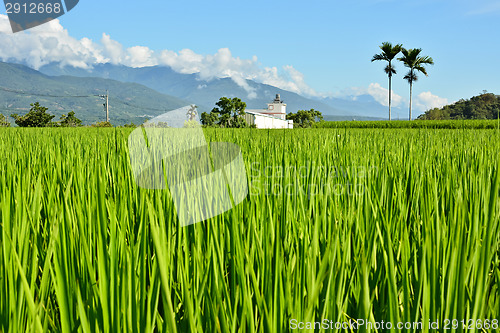 Image of Rice farm in country