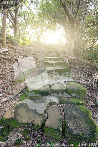 Image of Forest pathway with stairs