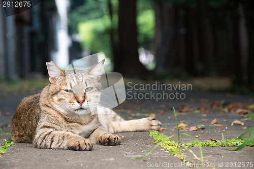 Image of Stray tabby cat