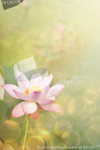 Image of lotus