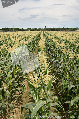 Image of corn maize farm