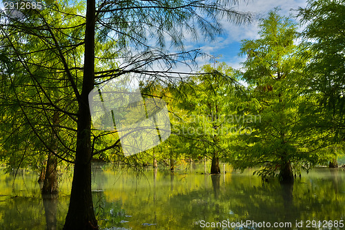 Image of Forest at Hualien