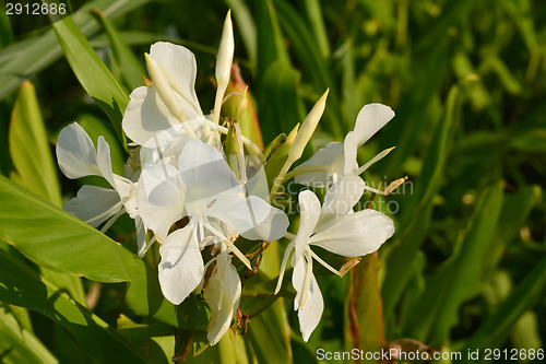 Image of Ginger lily