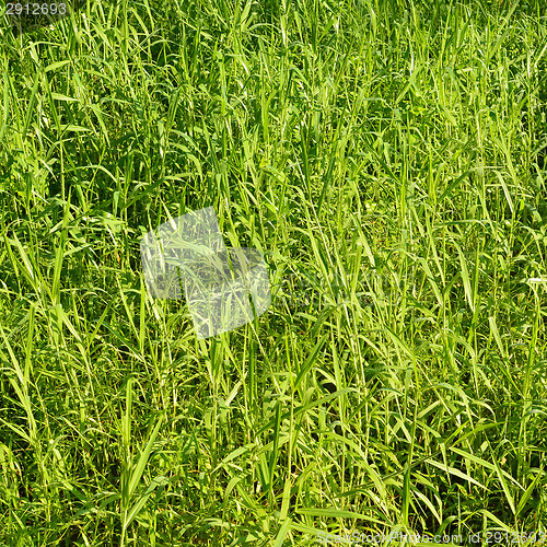 Image of Green grass background