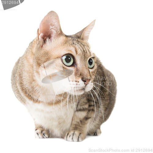 Image of tabby cat