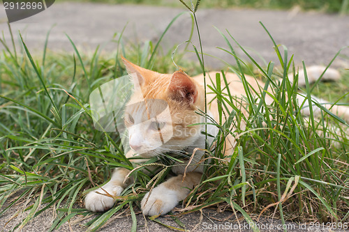 Image of Cat lying on the grass.