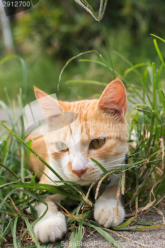 Image of Cat lying on the grass.