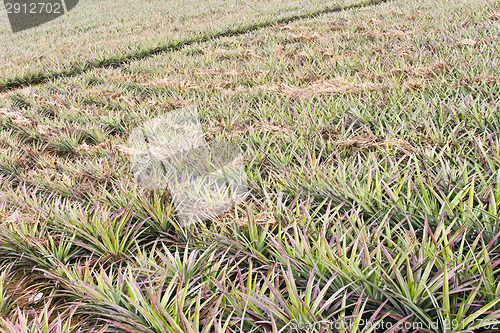 Image of Pineapple farm 