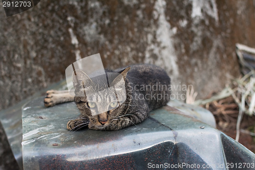 Image of Cat lying on the wall.